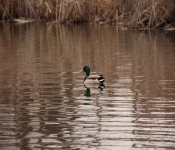 2014 04 27 WestwoodHills 012